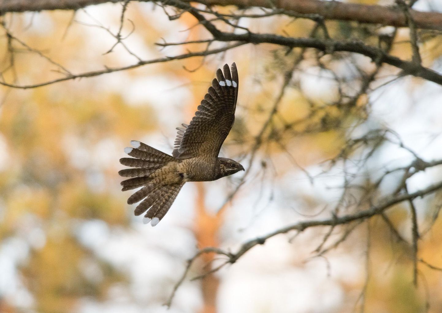 Eesti ornitoloogiaühing kutsub kõiki loodushuvilisi kahe kuu jooksul otsima öösorre ja osalema aasta linnu kuulamise ökovõistlusel.