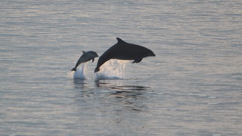 Невероятно! У берегов Финляндии замечены дельфины