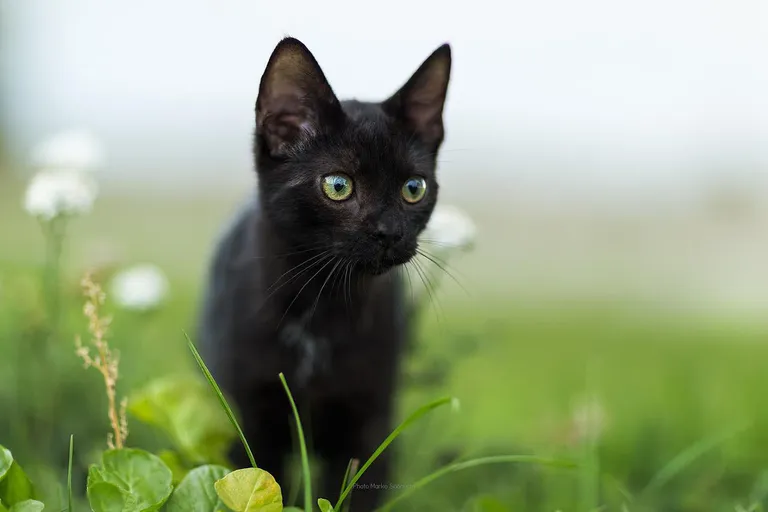 Panter