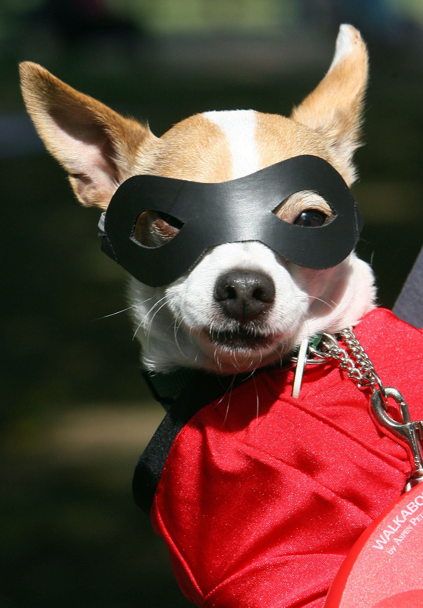Zorro kostüümis koer
