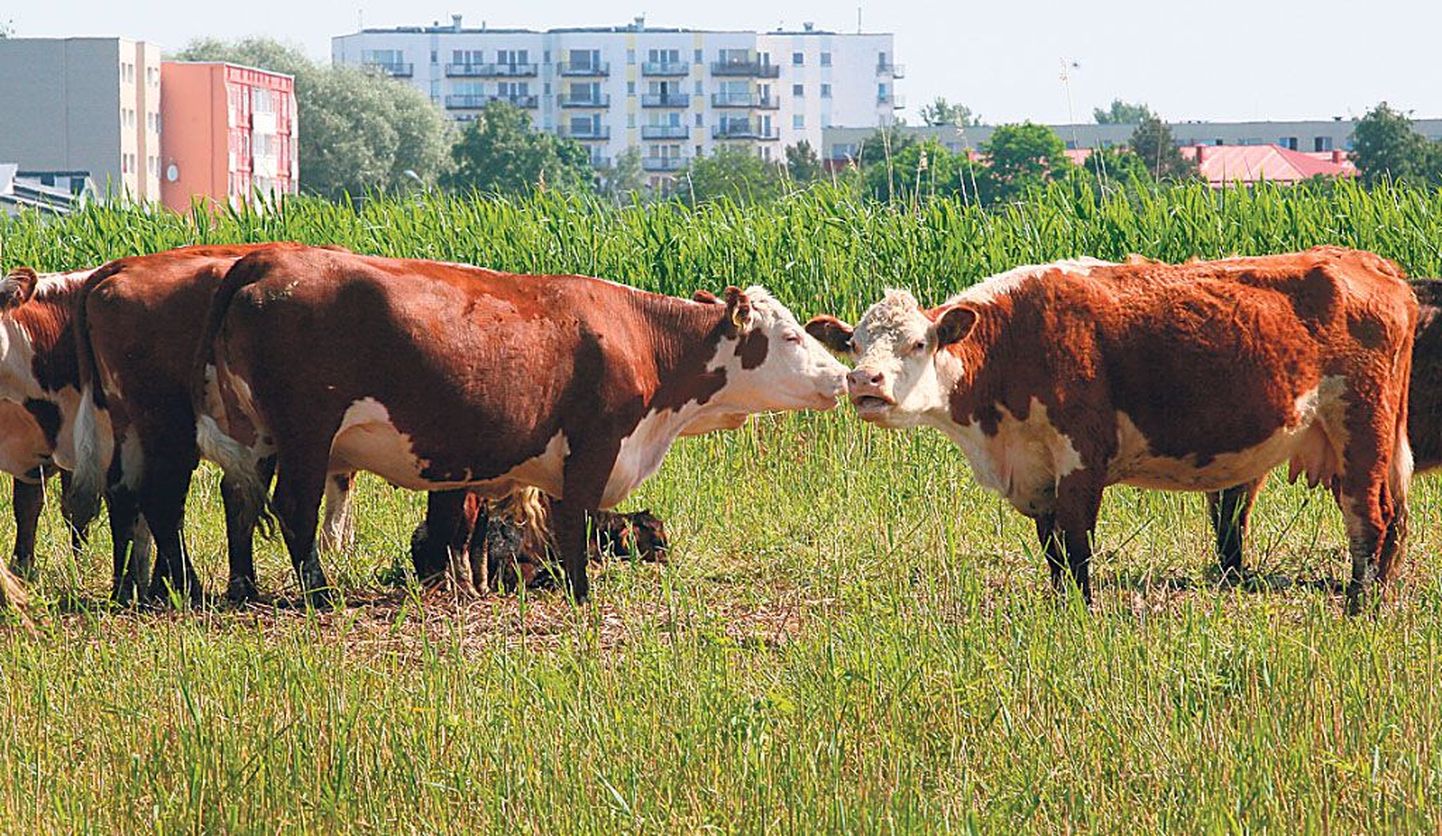 Herefordi tõugu lehmad ootavad indlusajal uut pulli. Samal ajal ei ole võimatu, et linnalehmad viiakse pärast tapatööd rannaniidult hoopis minema.