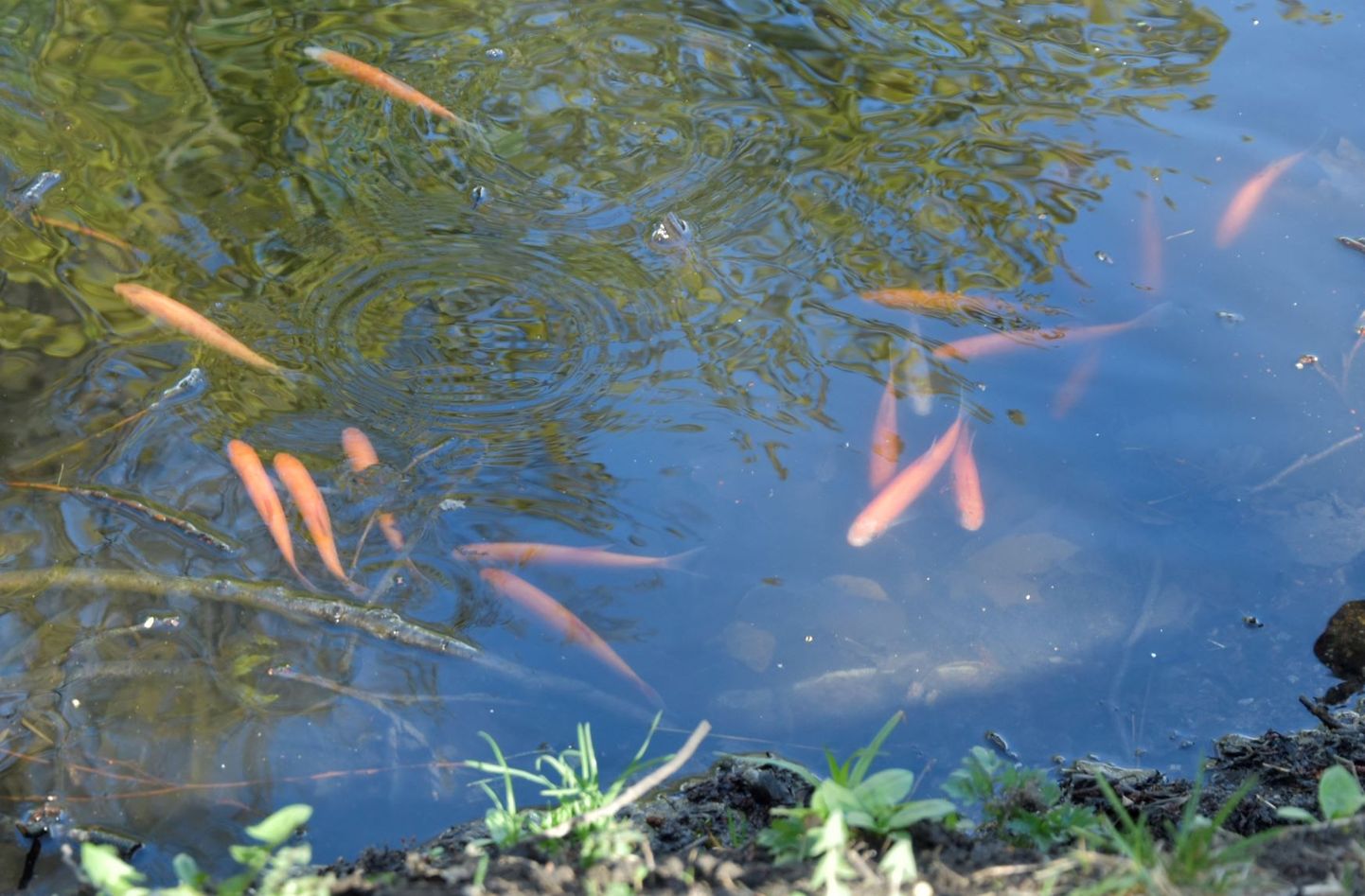 В пруд парка Лёвенру запустили рыб.