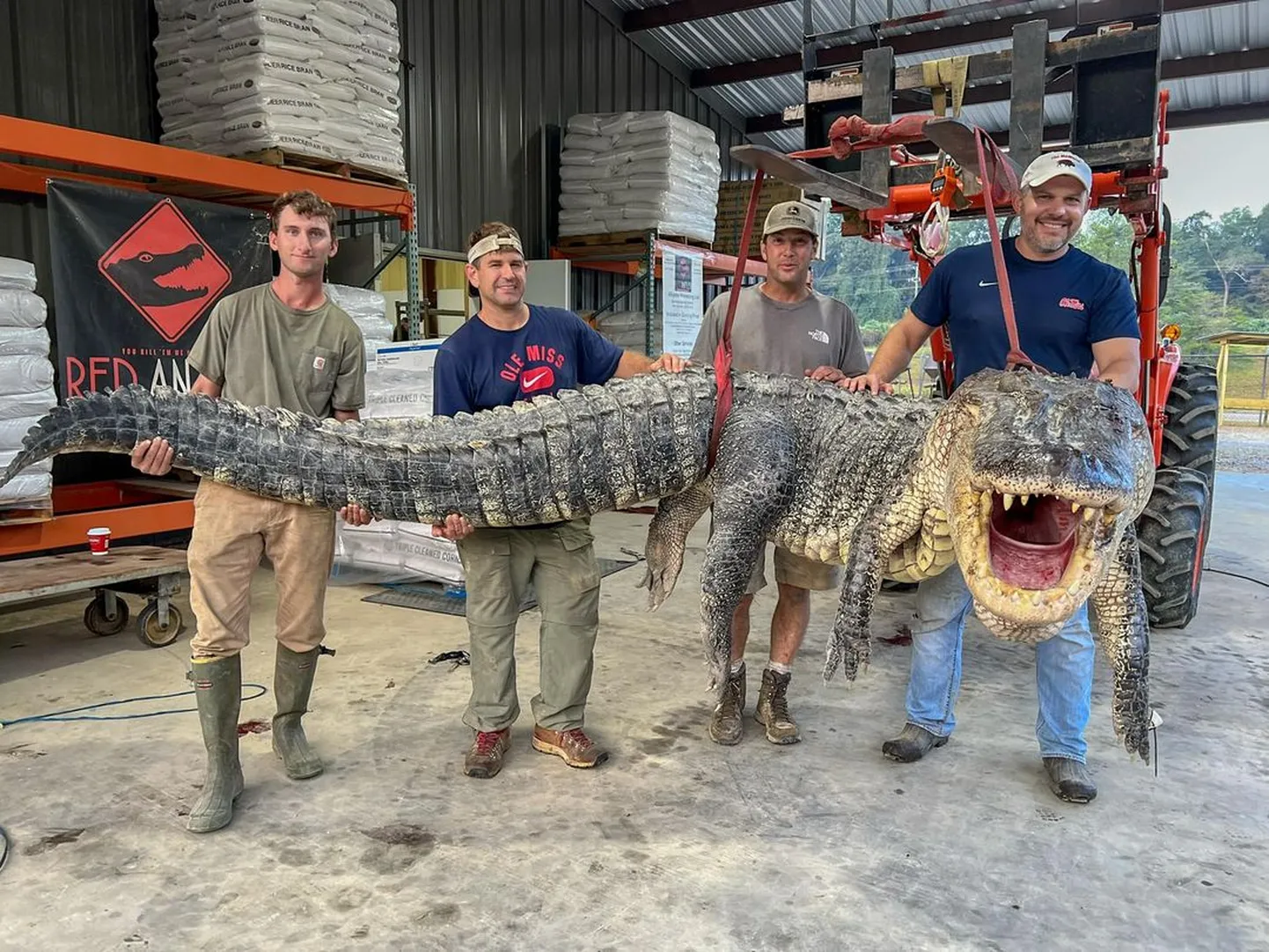 Vairāk kā 360 kilogramu smagais aligators.