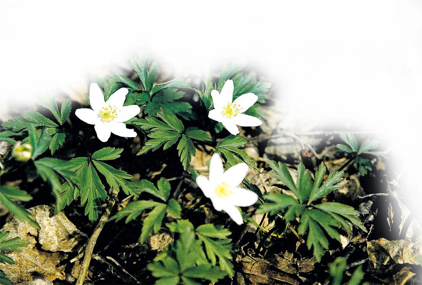 Artikli foto