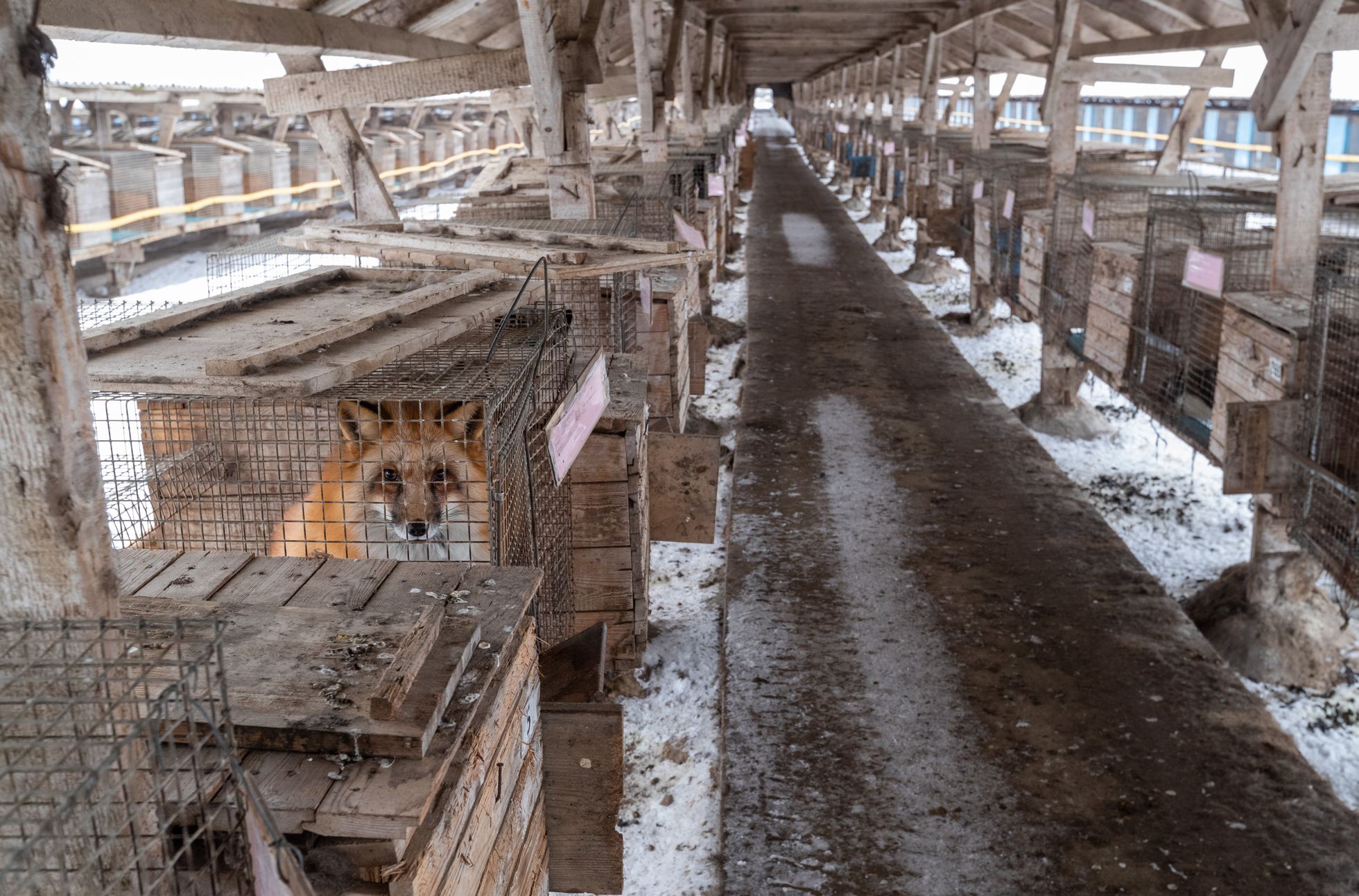 В клетках Balti Karusnahk AS сейчас 1434 синих лис, 1622 серебристых лис и 540 норок. После появления лисят животных на ферме становится в несколько раз больше – около 12 000. На фото - рыжая лиса.