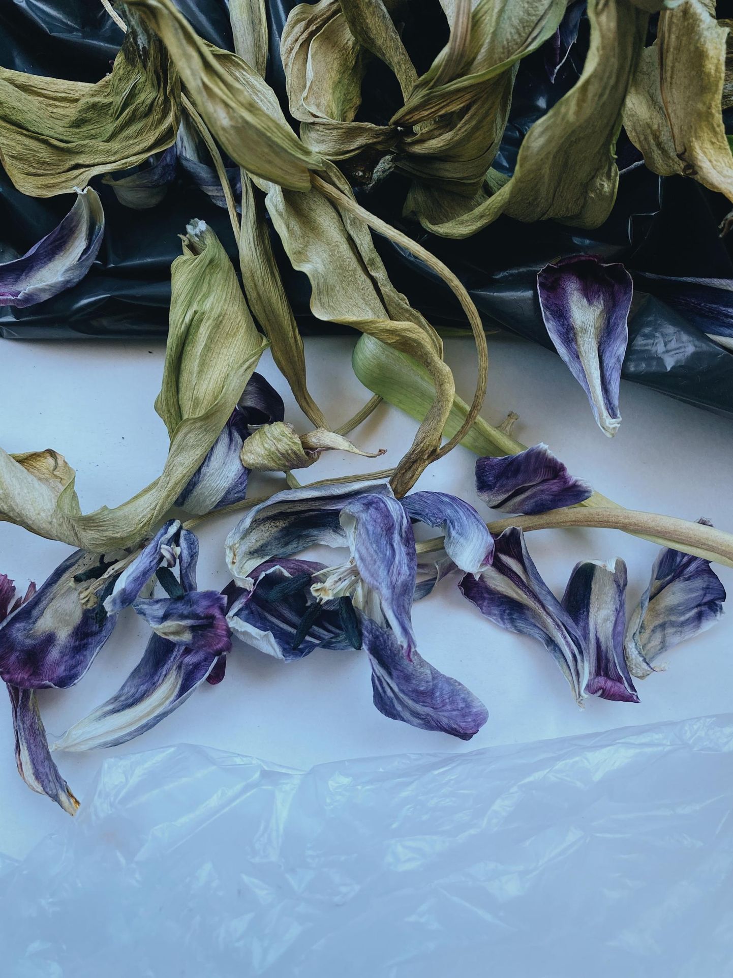 Sasha Shprotseri teosed uurivad lillede elu ja surma.