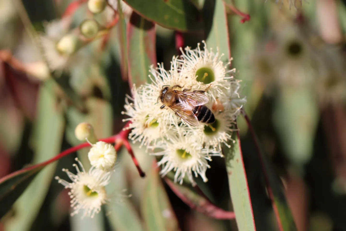 Lääne-Austraalia meemesilane (Apis mellifera) eukalüptiõiel