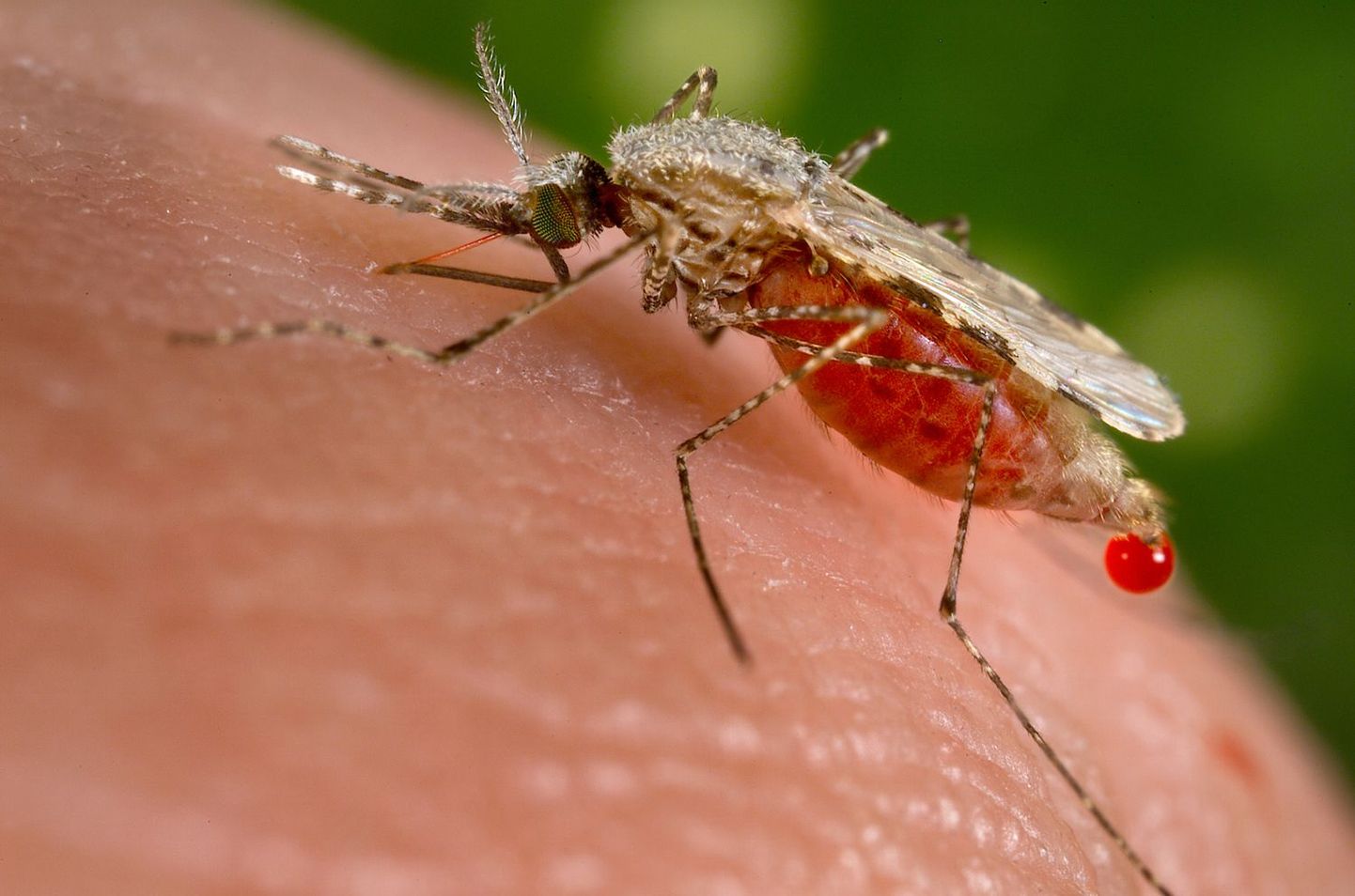 Malaariat põhjustavad algloomad levivad troopiliste sääskedega.