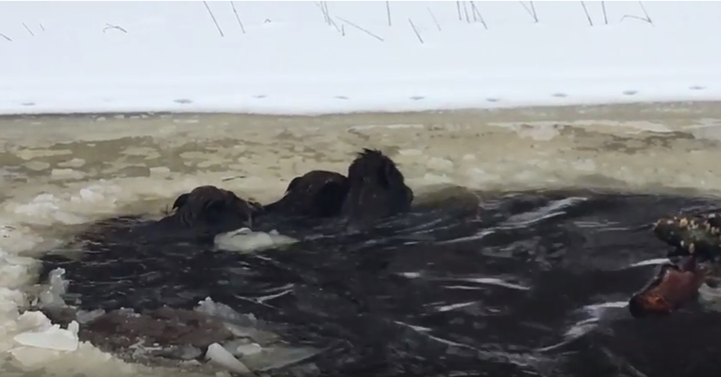 Jahimehed aitasid Viljandimaal jõest välja uppumisohtu sattunud metsseapõrsad.