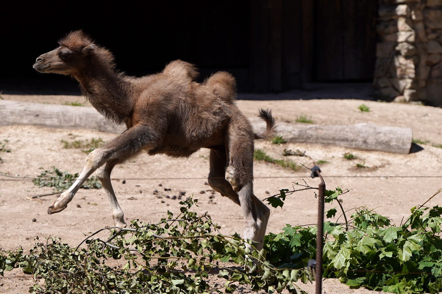 Верблюжонок Бронза в Рижском зоопарке