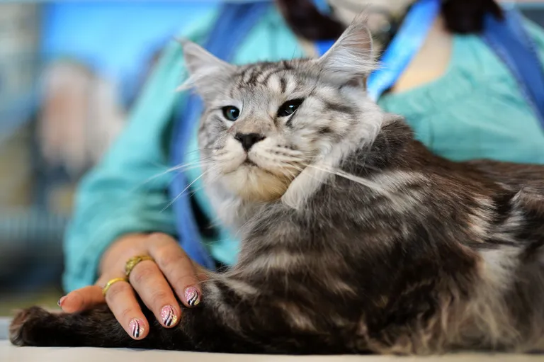 Maine Coon. Foto: Vladimir Pesnya/RIA Novosti/Scanpix