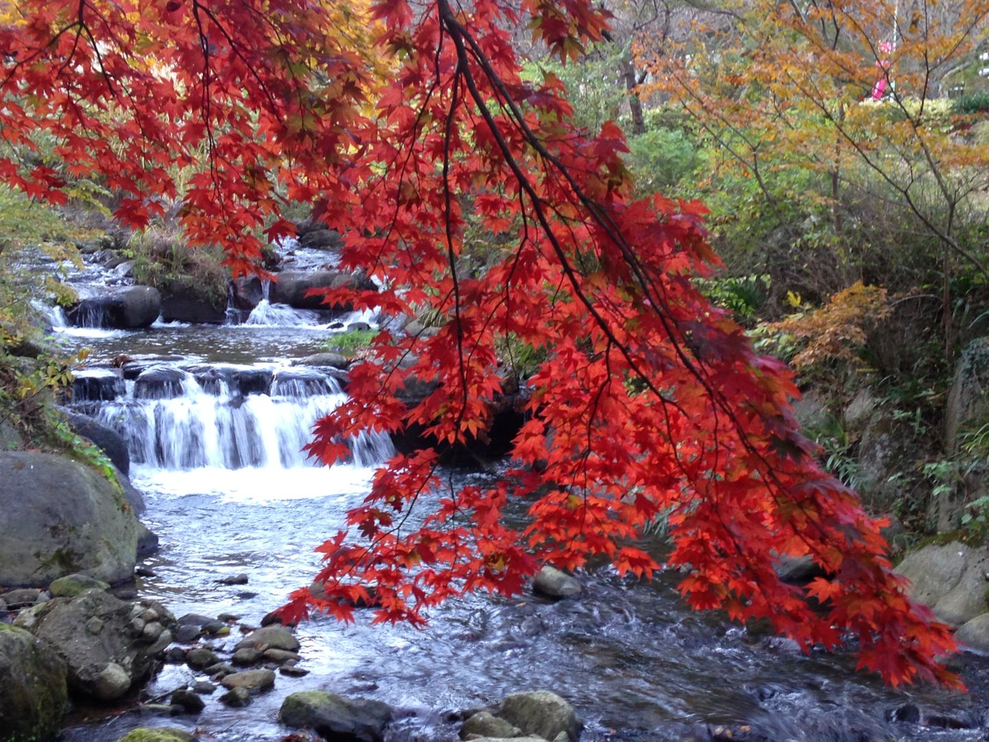В красный цвет первыми окрашиваются клены на северных японских островах, но самые популярные места для охоты - рядом с Токио и в древней японской столице Киото.
