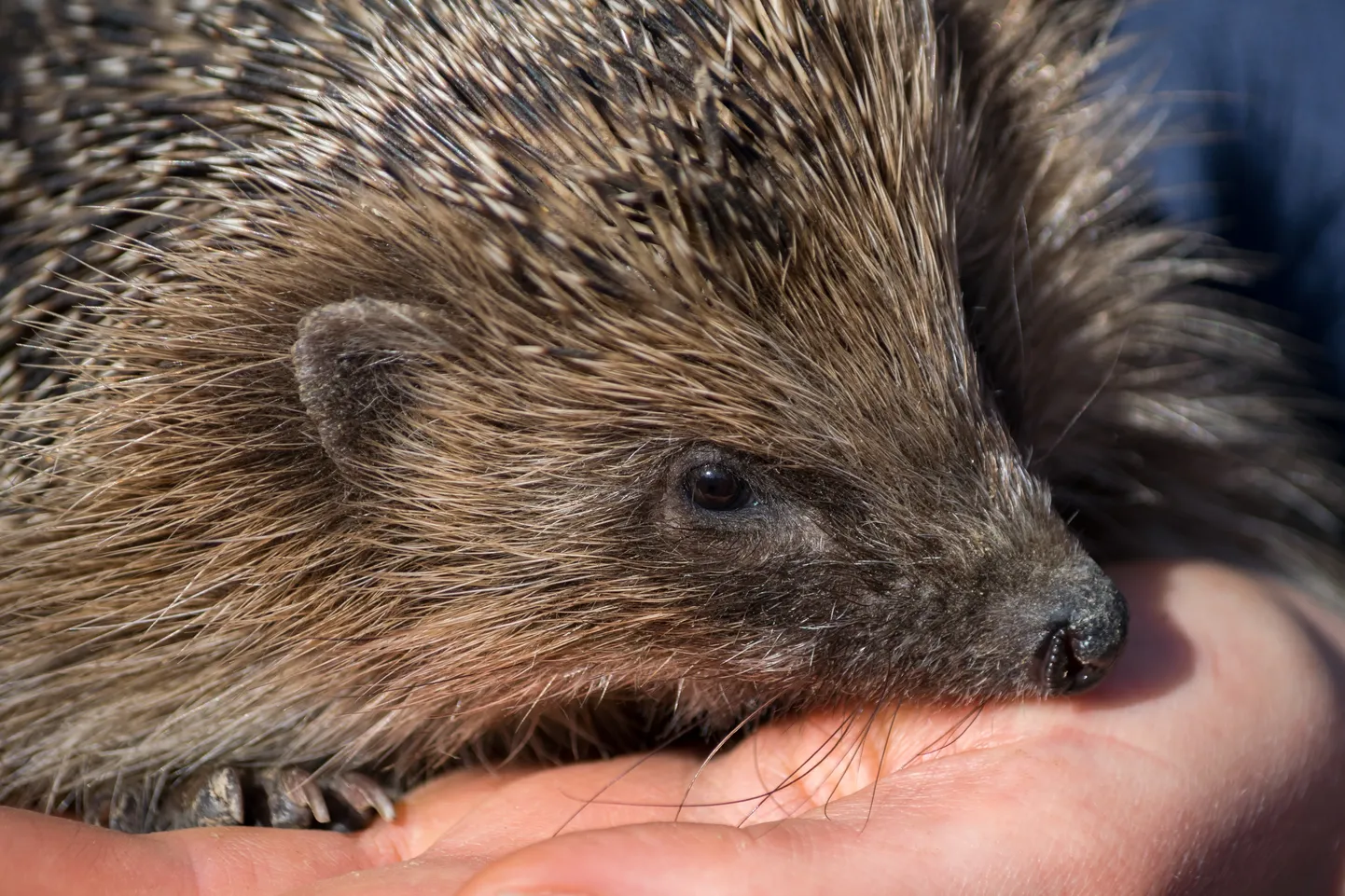 Siil (Erinaceus europaeus)