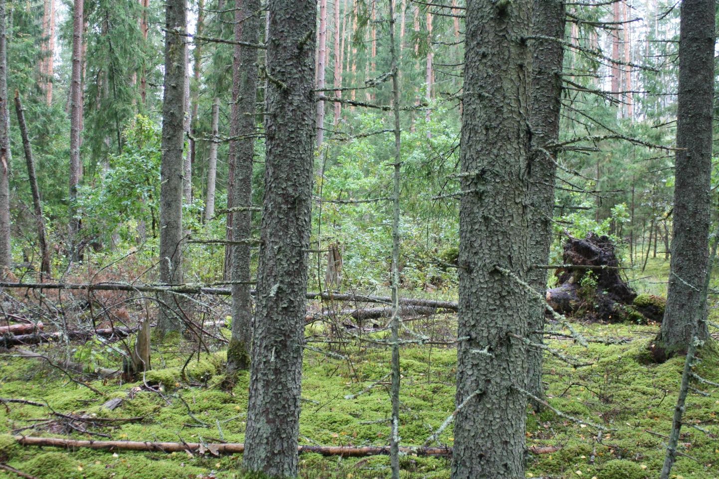 Püsimetsana majandatavat metsa iseloomustavad mitmes rindes kasvavad erinevad puuliigid, ajalooliselt kujunenud käänulised metsateed ja metsa alla jäetud surnud puud. Pilt on tehtud suure püsimetsanduse pooldaja Lõuna-Eesti metsaomaniku Rainer Kuuba metsas.
