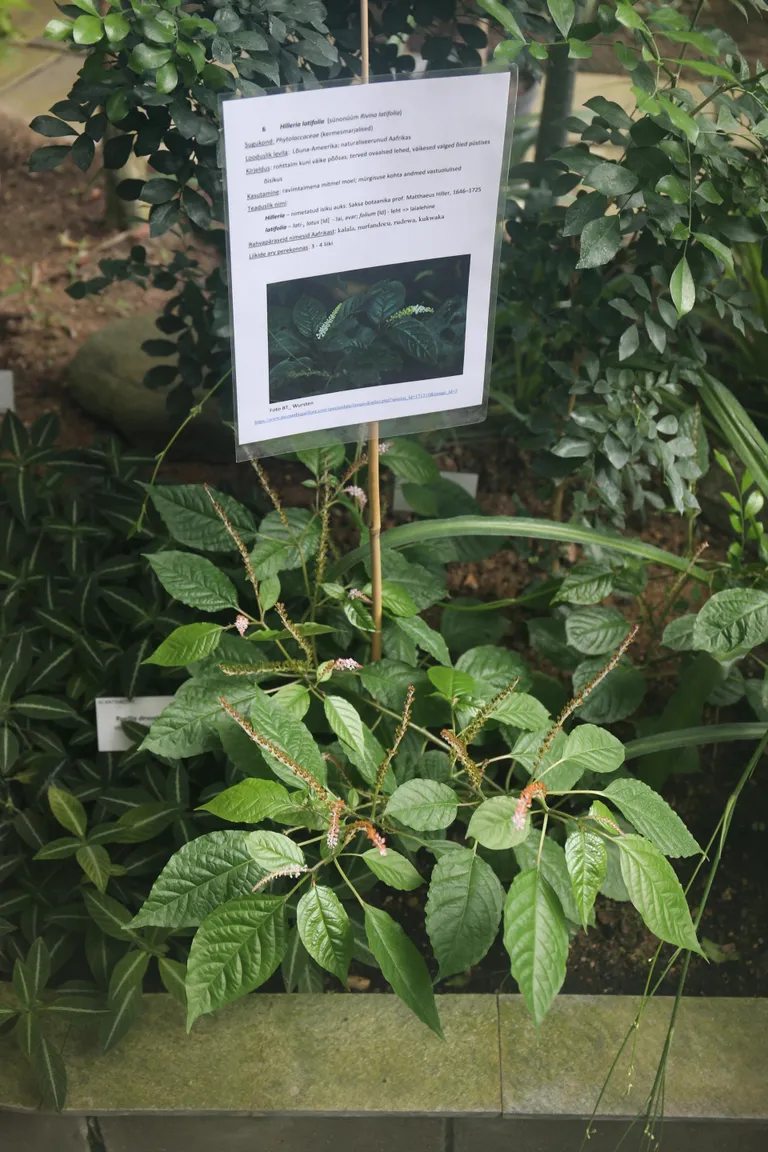 Väikeste valgete õitega Hilleria latifolia võib saada endale eestikeelseks nimeks laialehine hilleeria. Seda nime eelistas kümmekond pakkujat.