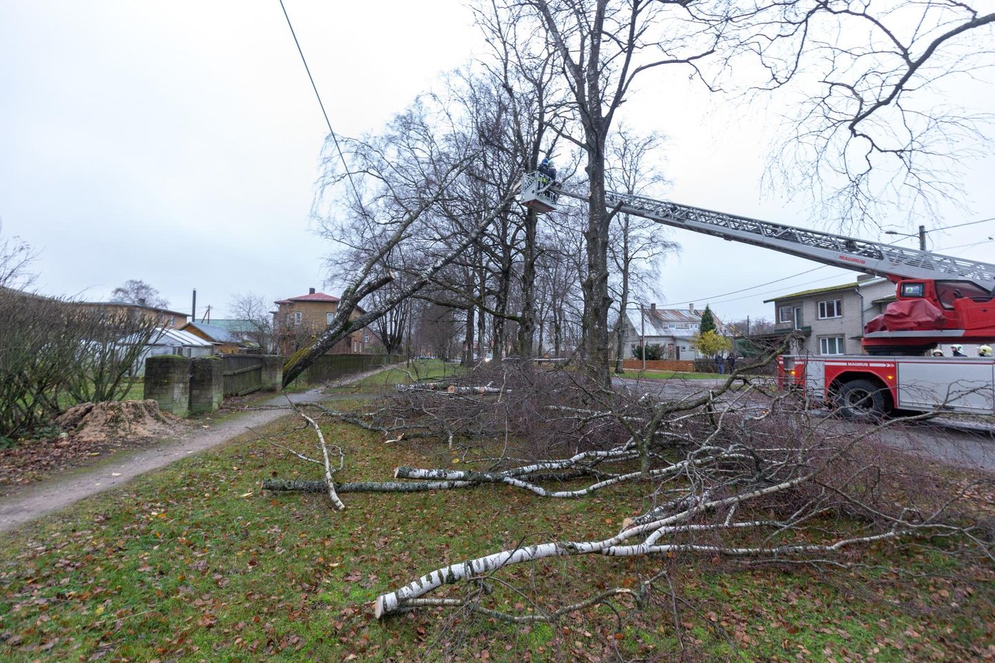 Elektrikatkestuste tekkimise peapõhjus olid puud, mis kukkusid elektriliinidele. Pilt on tehtud 27. oktoobril Viljandis.