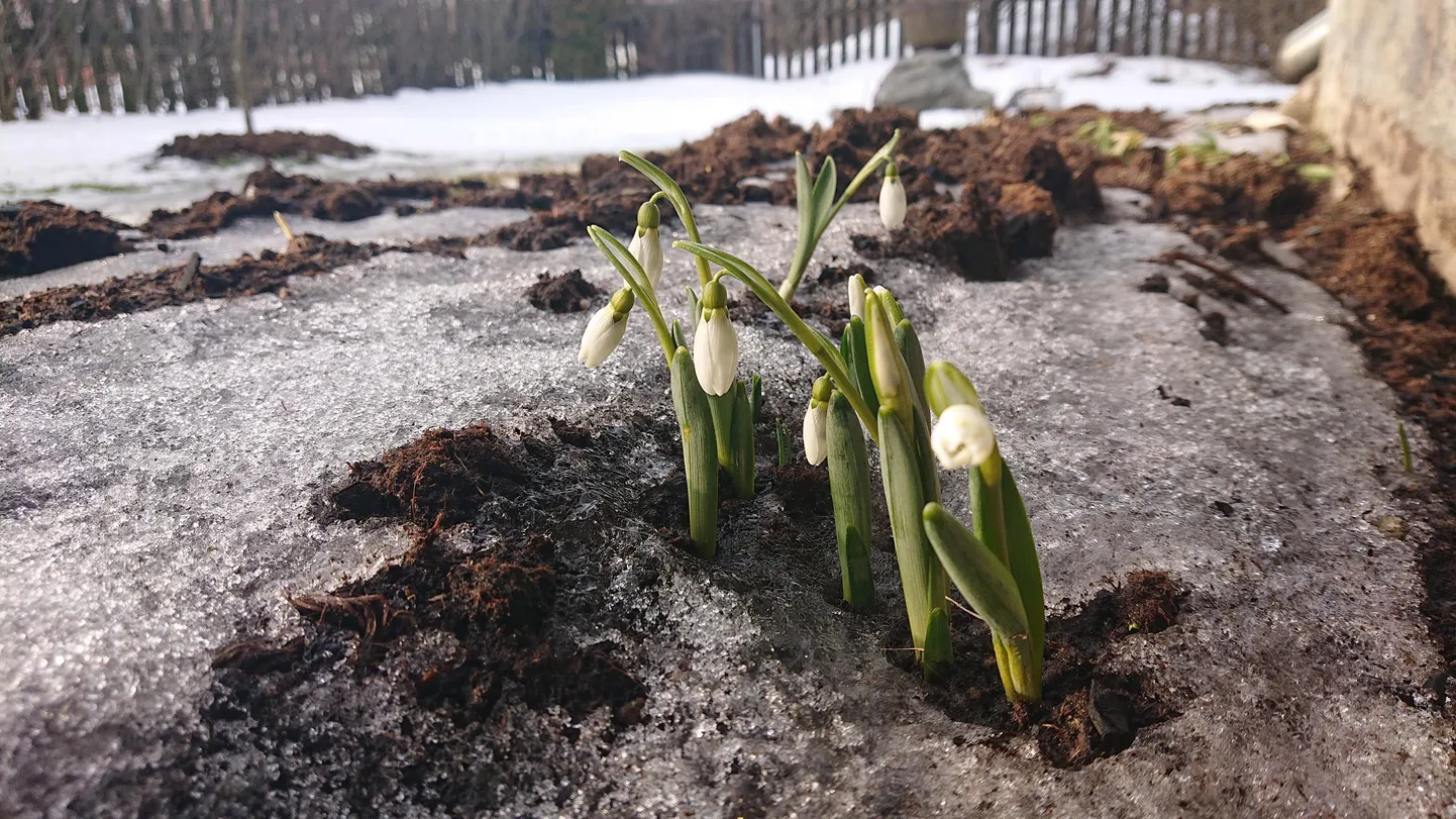 Kevade märke on üha enam. Need lumikellukesed on pildile püütud sel nädalal Võrus.