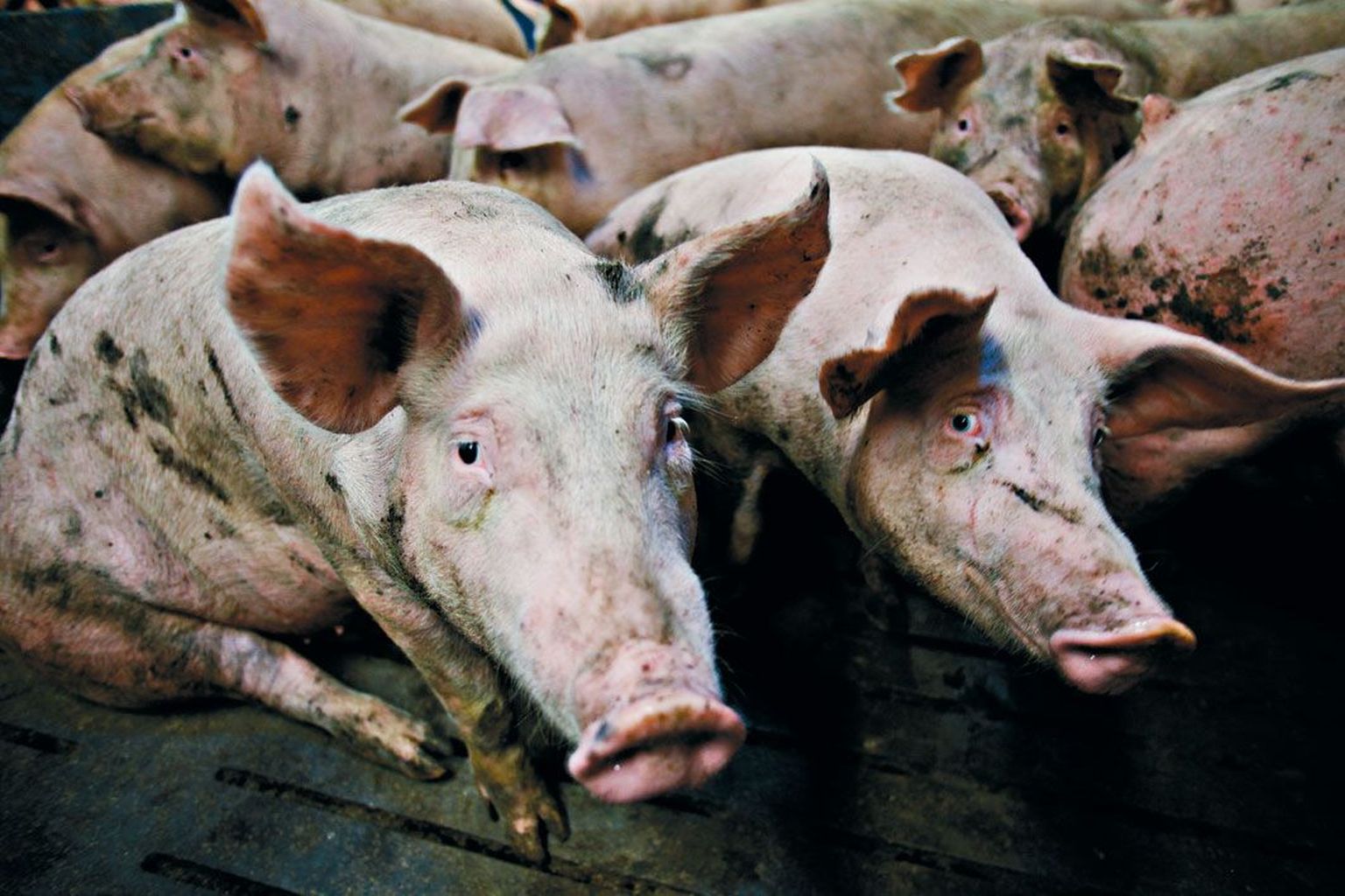 Enam kui pooled Eestimaa sigadest müüakse praegu Venemaale, kus nende eest makstakse neljandiku võrra kõrgemat hinda.