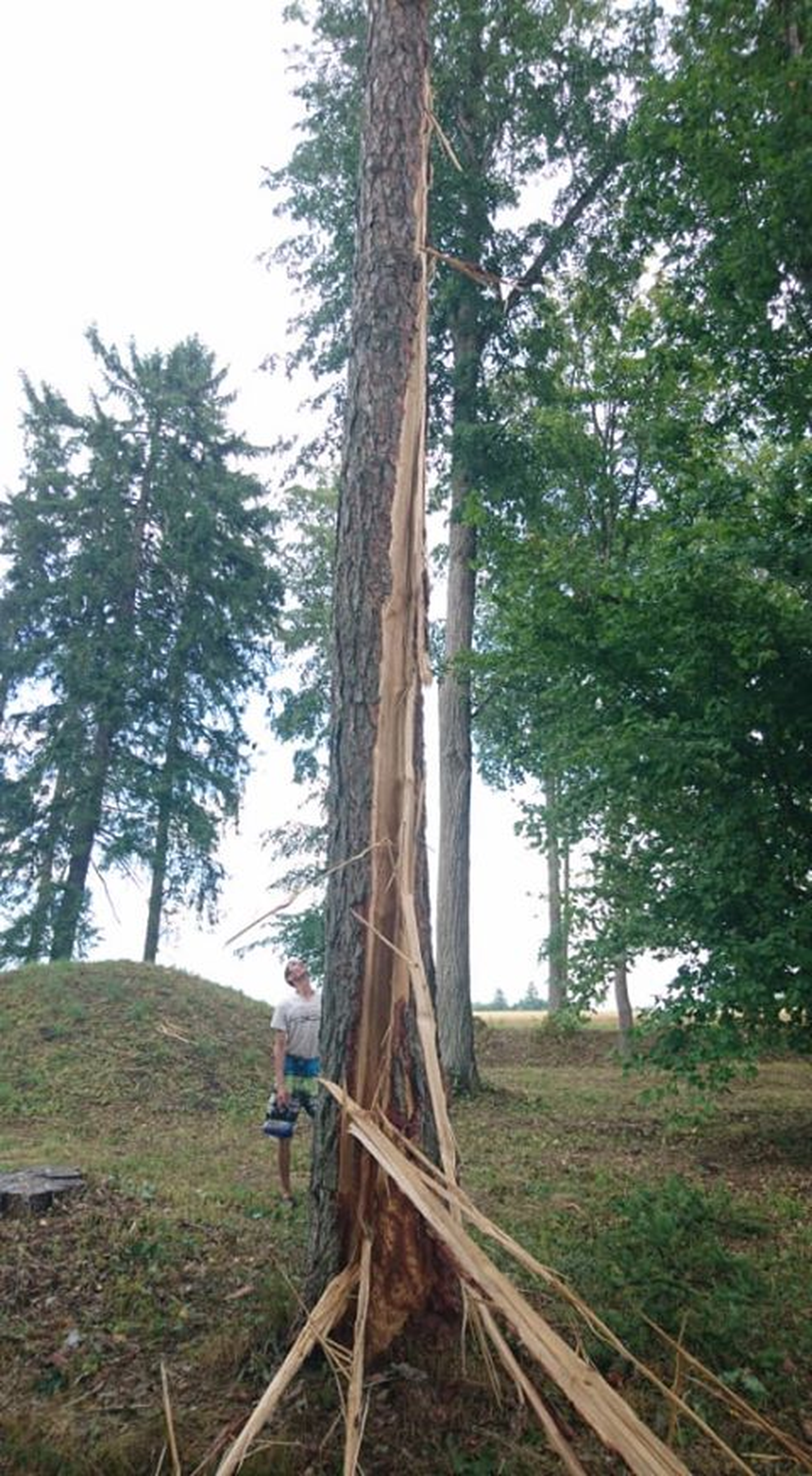 Välk lõi eile varahommikul Kärde külas männipuu pilbasteks.