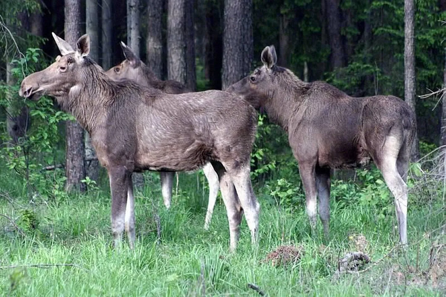 Põdrad.
