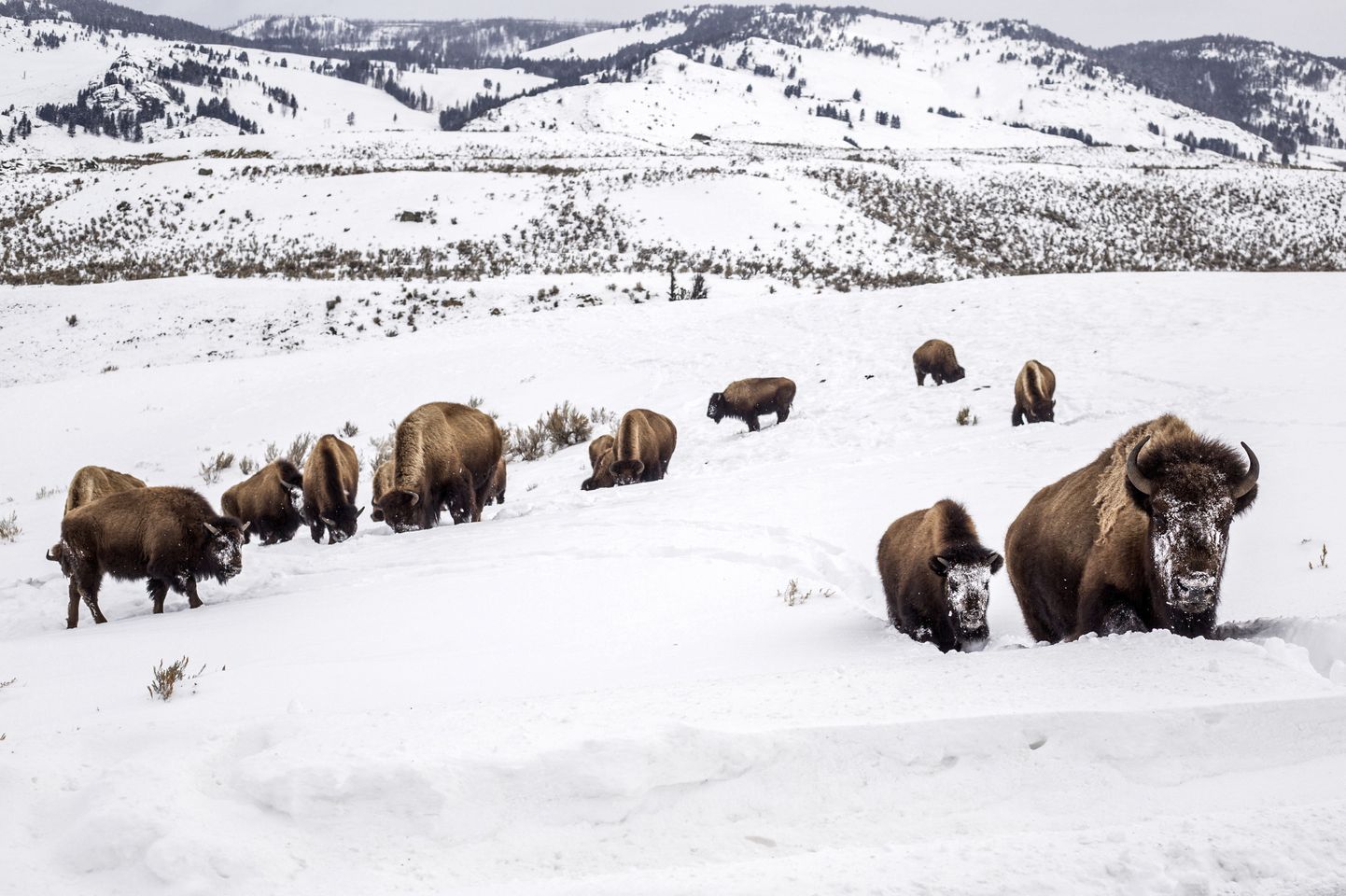 Ameerika piisonite kari Yellowstone'i rahvuspargis.