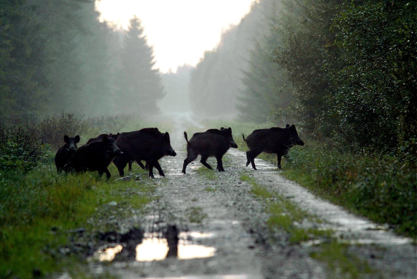 Möödunud jahihooajal kütiti Pärnumaal ligi 300 metssiga.