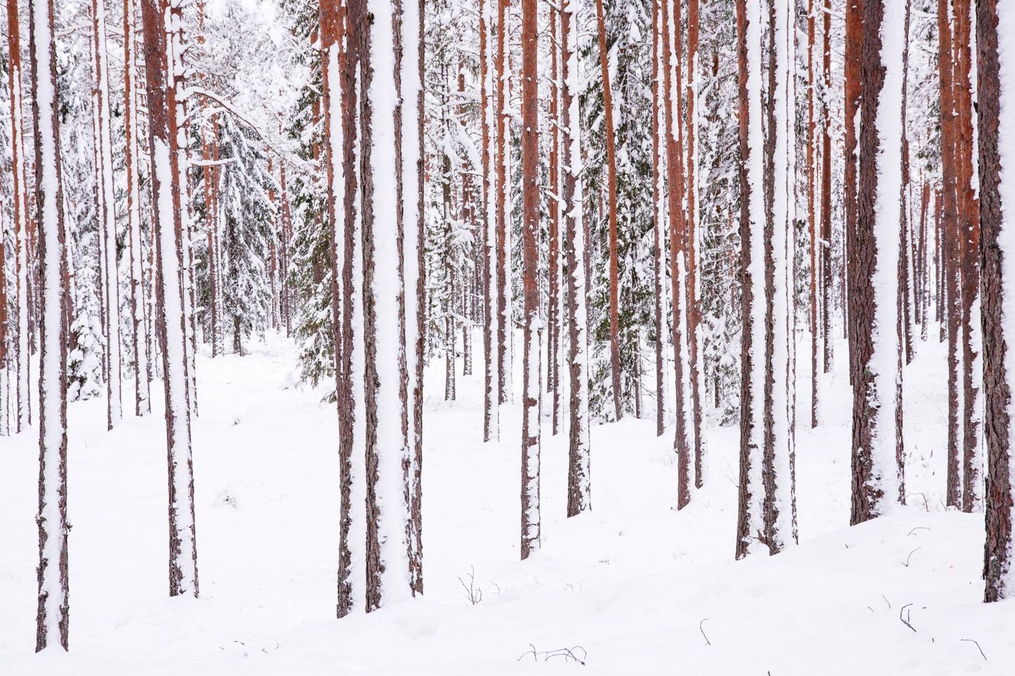 Pärast tuisku katab lumi peale okste tüvesidki ja nõnda võib saada eriti võimsa elamuse, kõndides sihvakate mändidega okasmetsas.