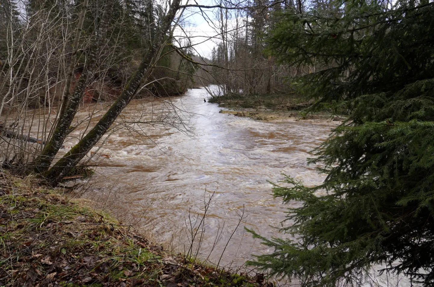 Река Амата во время разлива