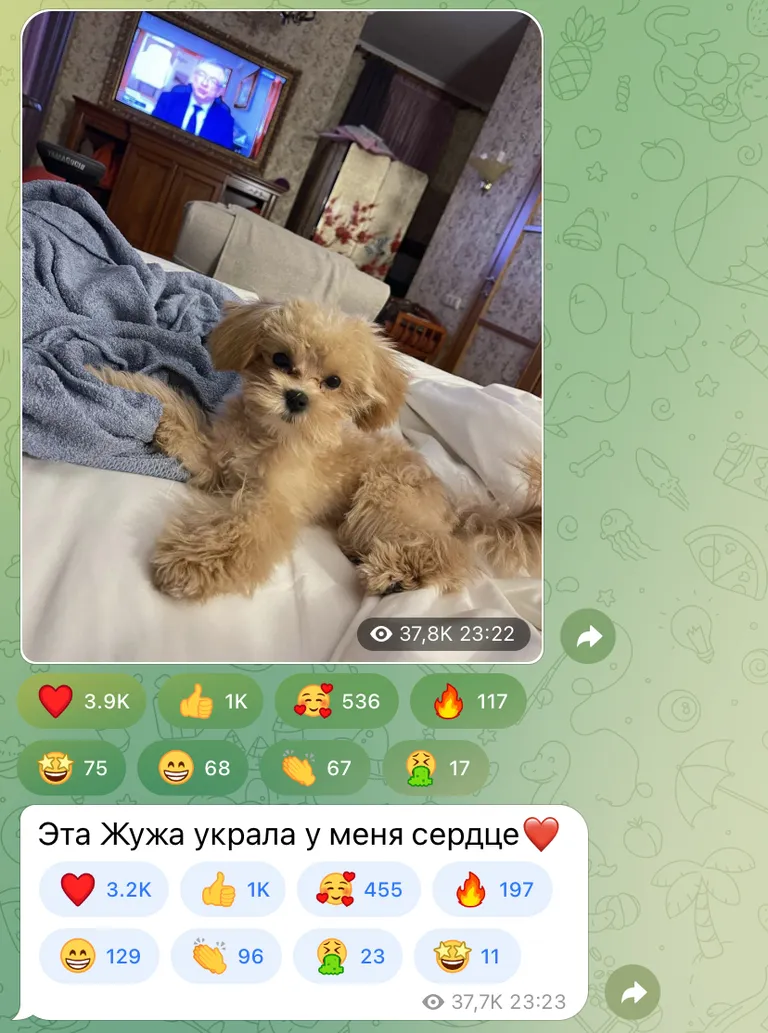 Новый питомец Гузеевой. Скриншот из посети актрисы.