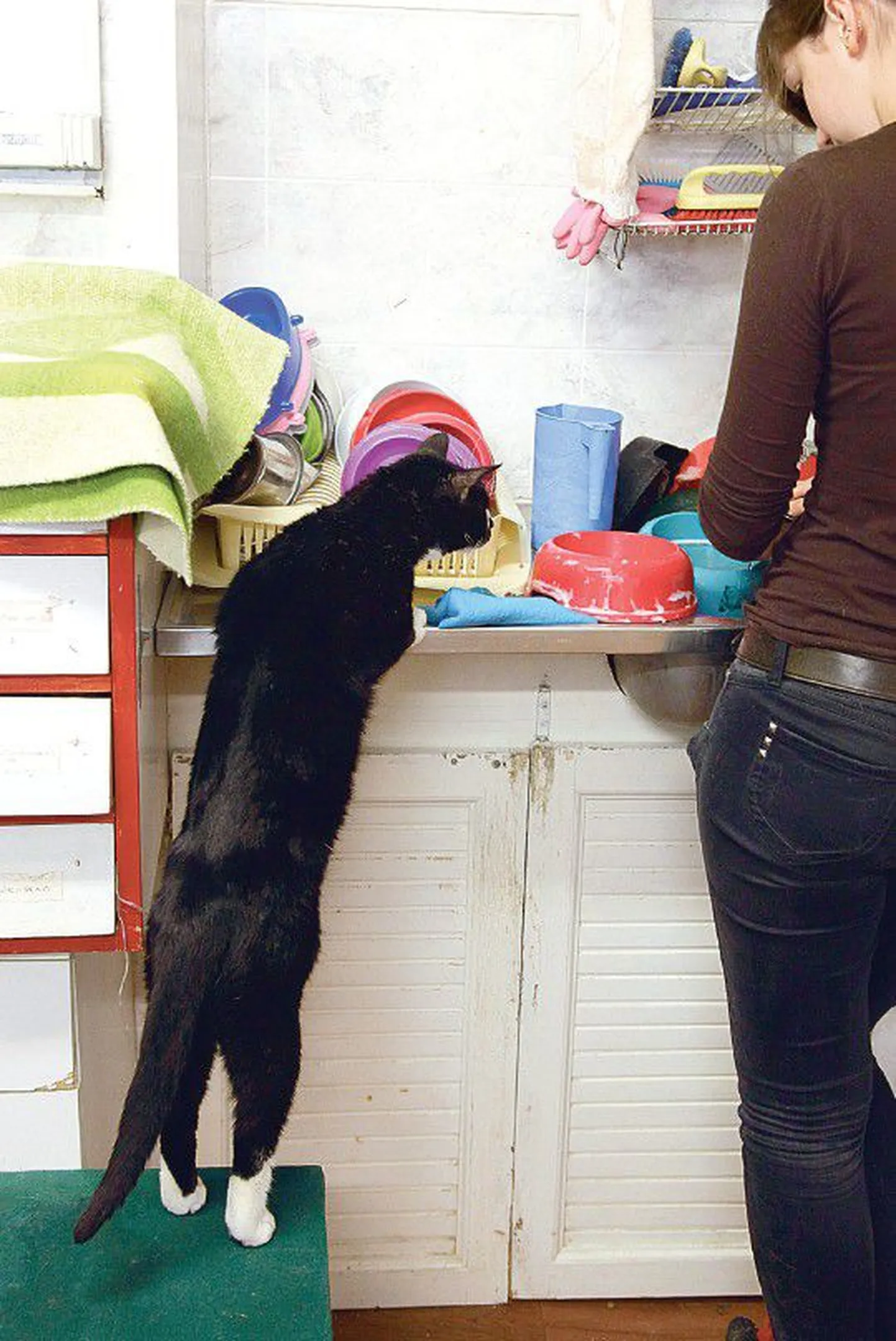 Vabatahtlikud Edit Kauts ja Marion Maksimov  hoolitsevad turvakodu ruumides 35 kassi eest, üle kahesaja looma ootab peremeest ajutististes hoiukodudes.
