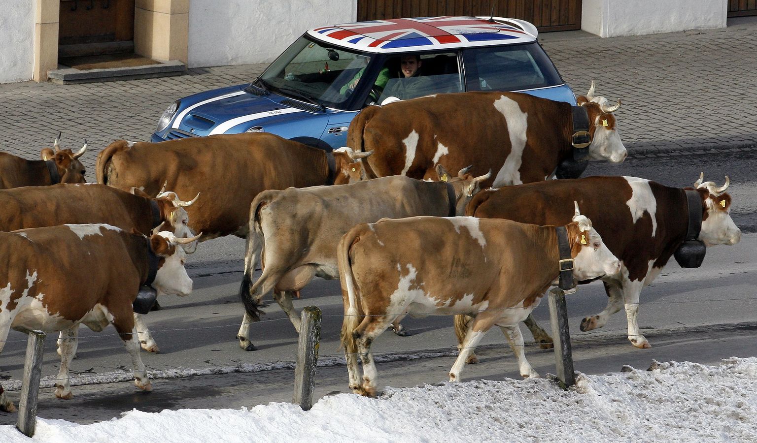 Briti teadlased selgitasid välja, et lehmad, keda kutsutakse nimepidi, annavad rohkem piima.