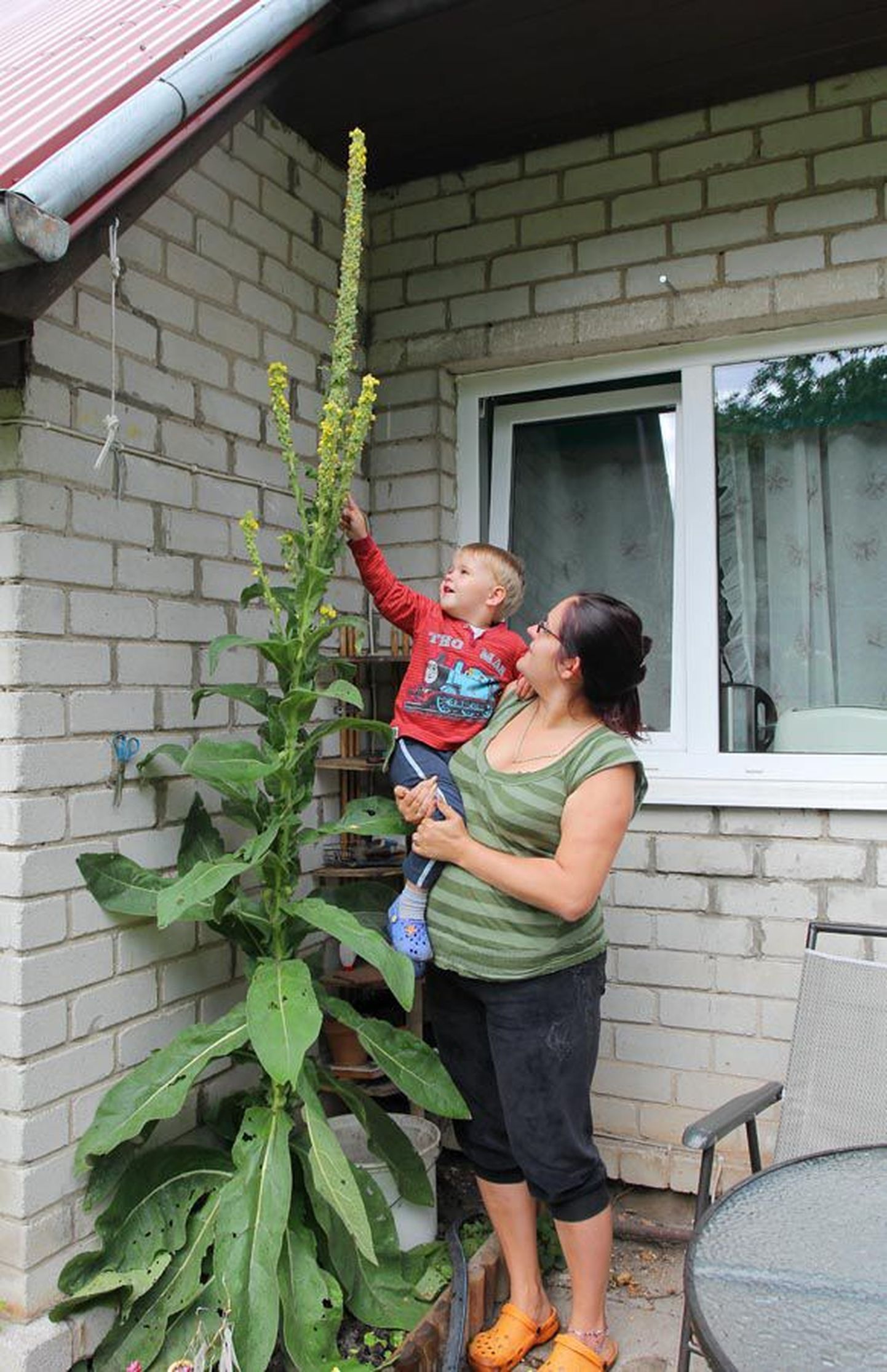 Kristi Villem ning tema kahe ja poole aastane poeg Romet on aeda sattunud taime üle väga õnnelikud.