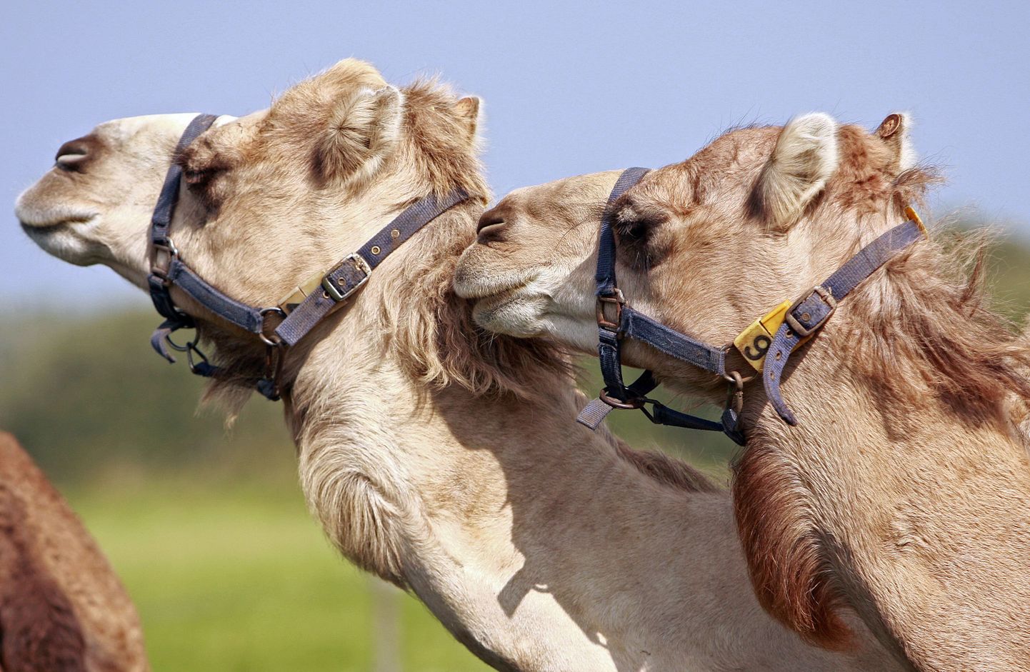 Dromedar kaamelid