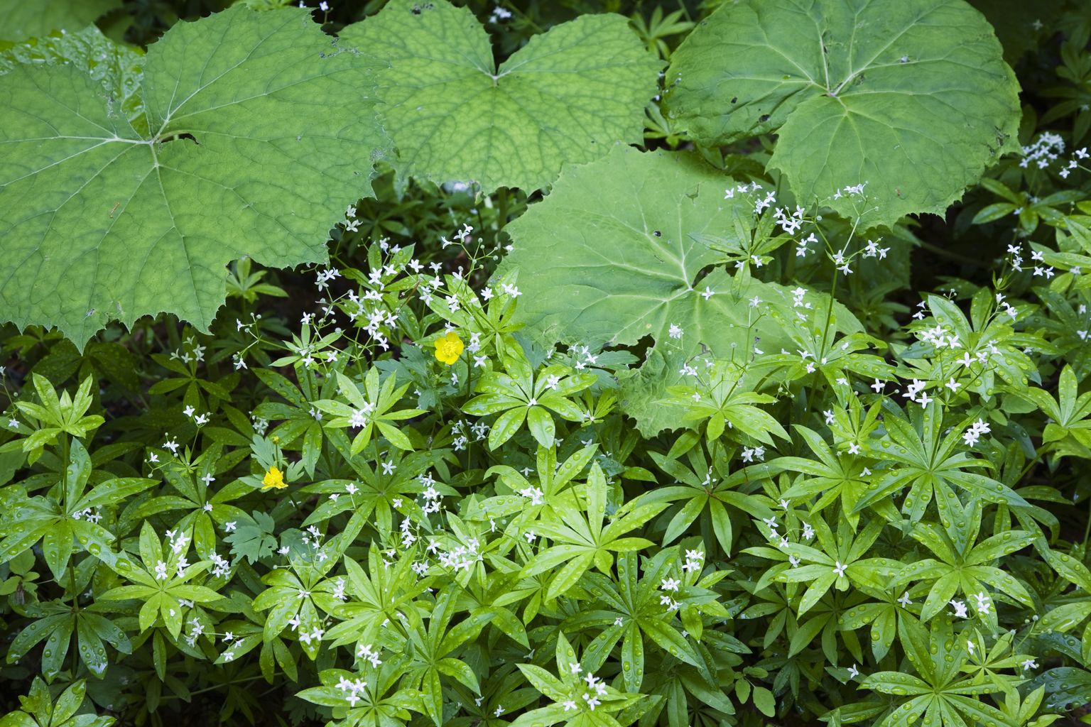 Paiseleht (Tussilago farfara) ja lõhnav madar (Galium odoratum).