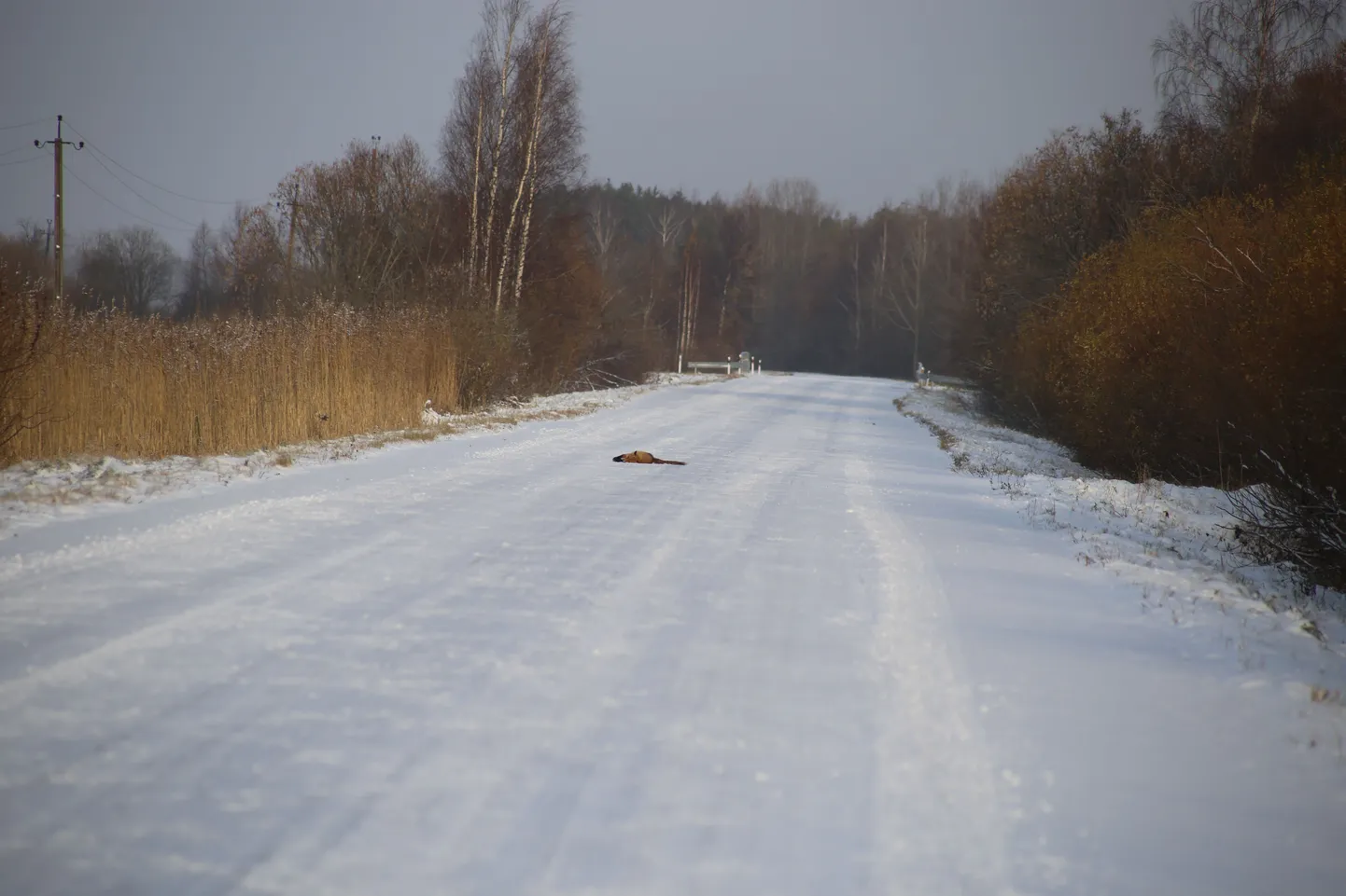 Alatskivi-Kolkja teel pikutas rebane. Kaugelt vaadates surnud, mis surnud.