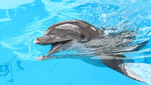 Kliitoriuurija: delfiinid tegelevad tihti homoseksiga