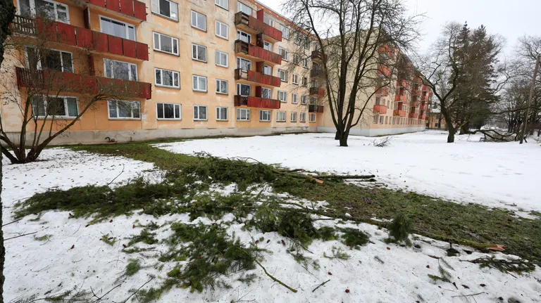 Kõige suuremaks ohuks on raske lumi kuuskedele ja mändidele, kuid piisava koormuse all võivad murduda ka lehtpuude oksad.