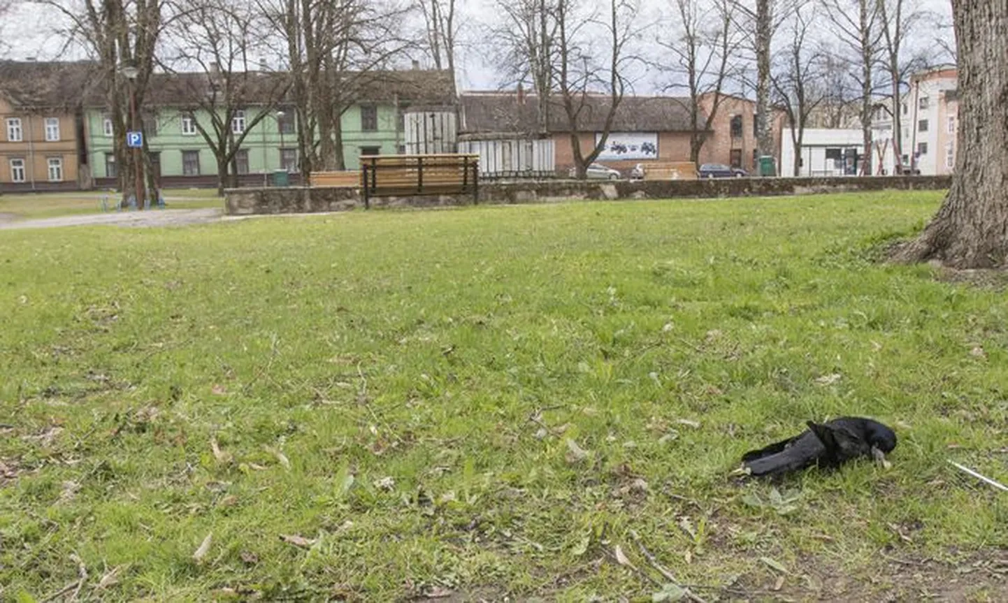 Внешне нельзя определить, была ли ворона застрелена, или умерла по каким-то иным причинам. Однако известно, что в среду вечером в Детском парке были слышны выстрелы.