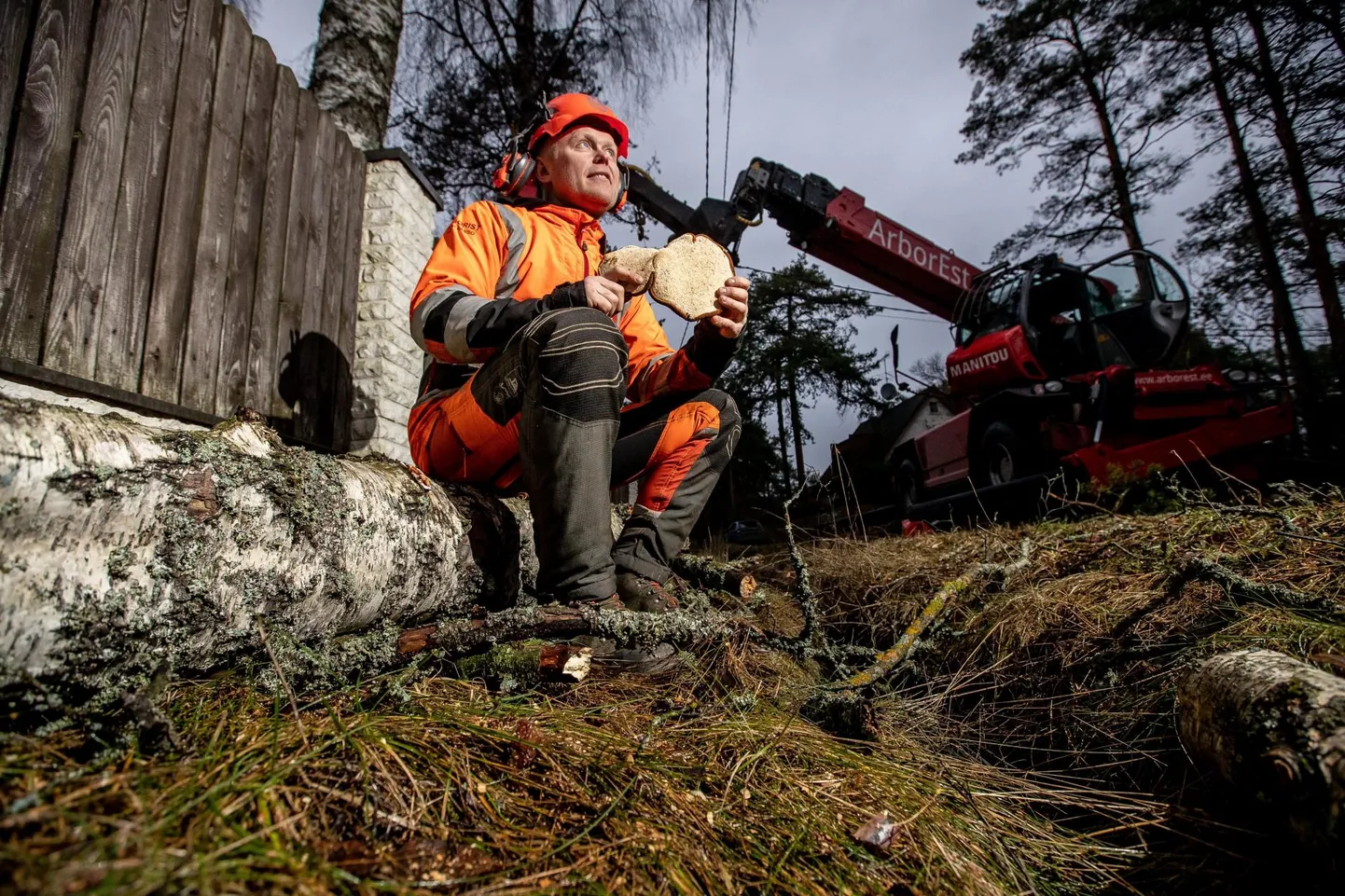 Arborist Heiki Hanso ütleb, et kliimasoojenemisega on meile jõudnud uusi haigusi nagu saare surm ja tamme äkksurm (inglise keeles sudden oak death). Ta võtab parasjagu erakinnistul maha puud, mille küljes seene viljakeha.