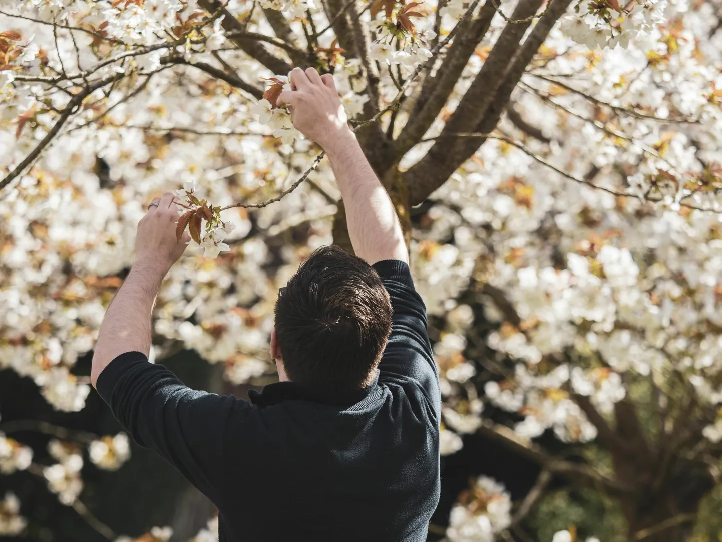 Mitte ühegi õie puhkemist maailmas ei oodata nii suure põnevusega kui jaapani sakura – kirsiõie – oma. Õied kuulutavad kevadet, inspireerivad luuletajaid ja tõusva päikese maa kunstnikke.