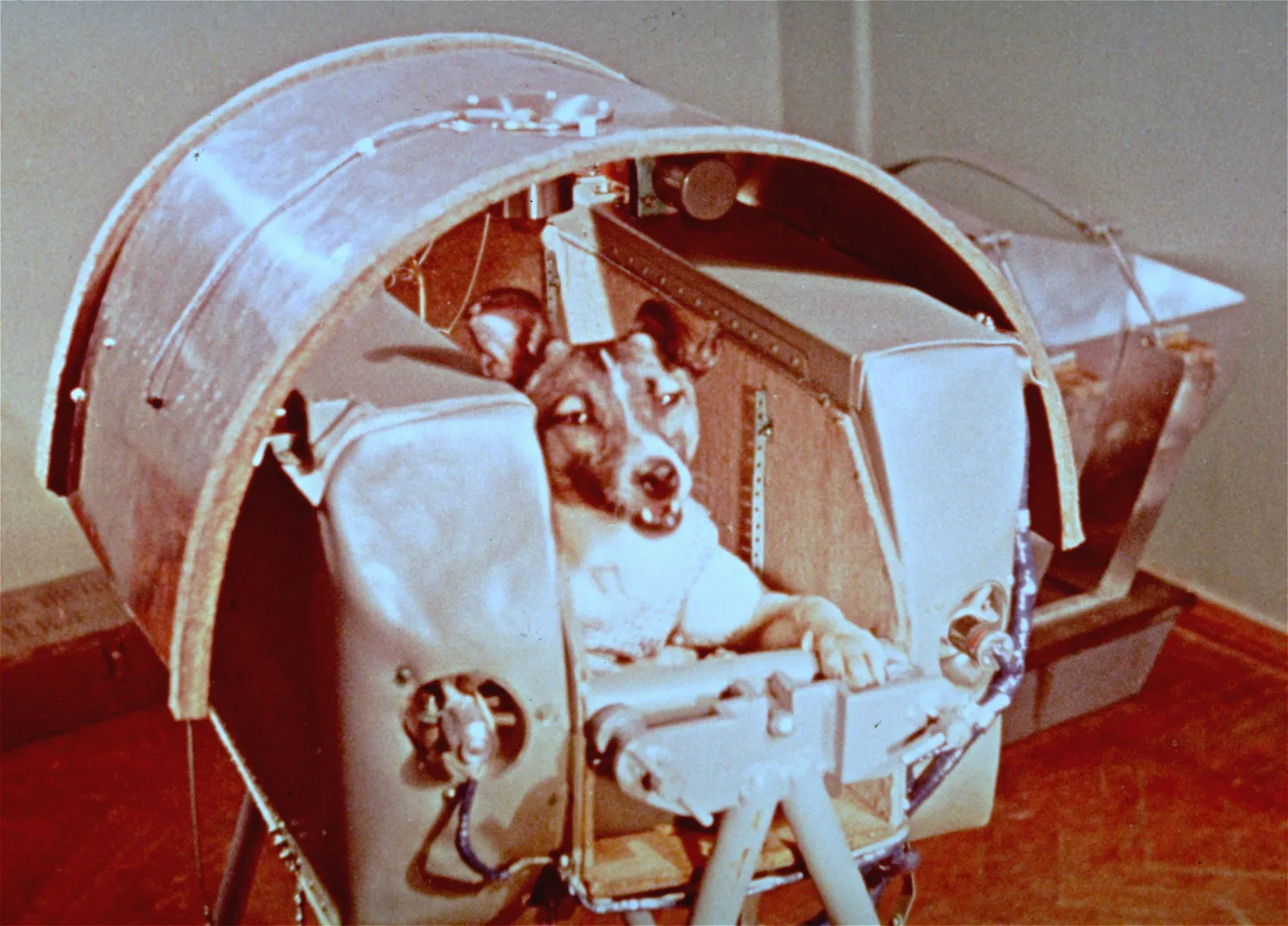 Laika enne orbiidile saatmist