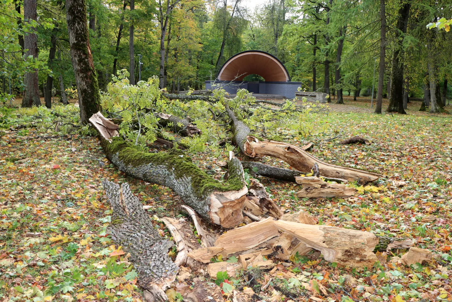 В Йыхвиском парке ураган уничтожил более 20 деревьев.