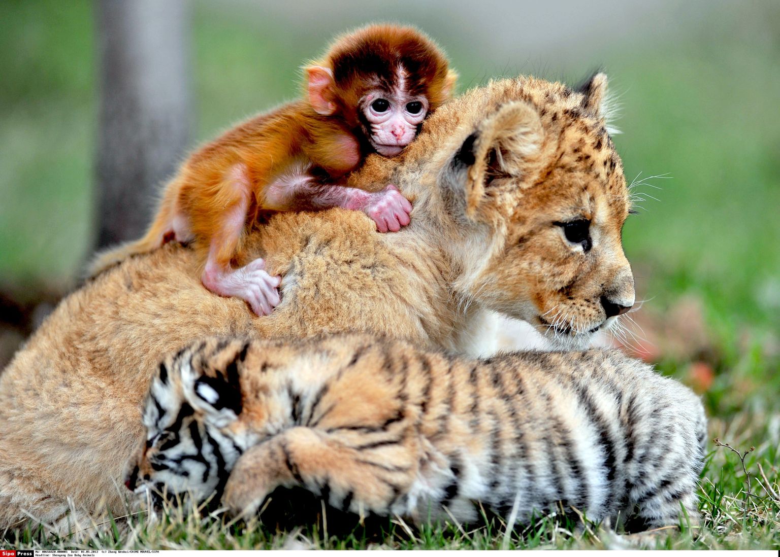 Suured sõbrad - ahv, tiiger ja lõvi