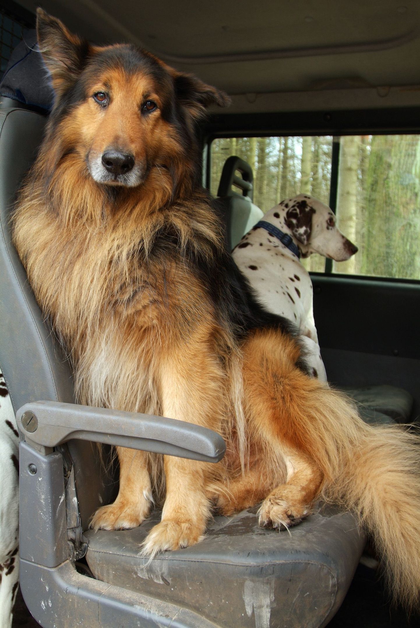 Koeraomanikel läheb sõiduki tagastamine raskemaks.