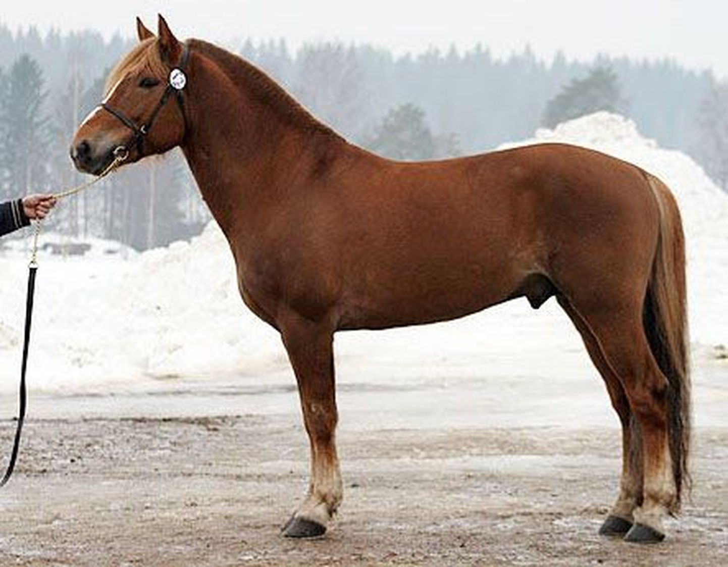 Soome hobune