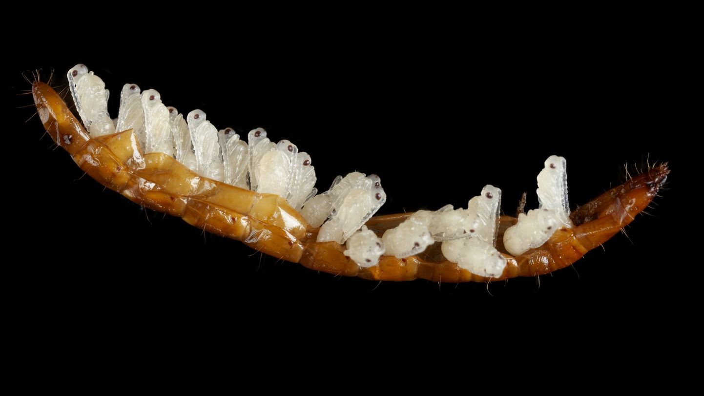 Võitjatööl on näha parasitoidi Paracodrus apterogynus nukud naksuri vastse tühjaks söödud kestas. Parasiteeritud traatuss leiti 27. augustil 2021 välitööde käigus Lõuna-Eestist.