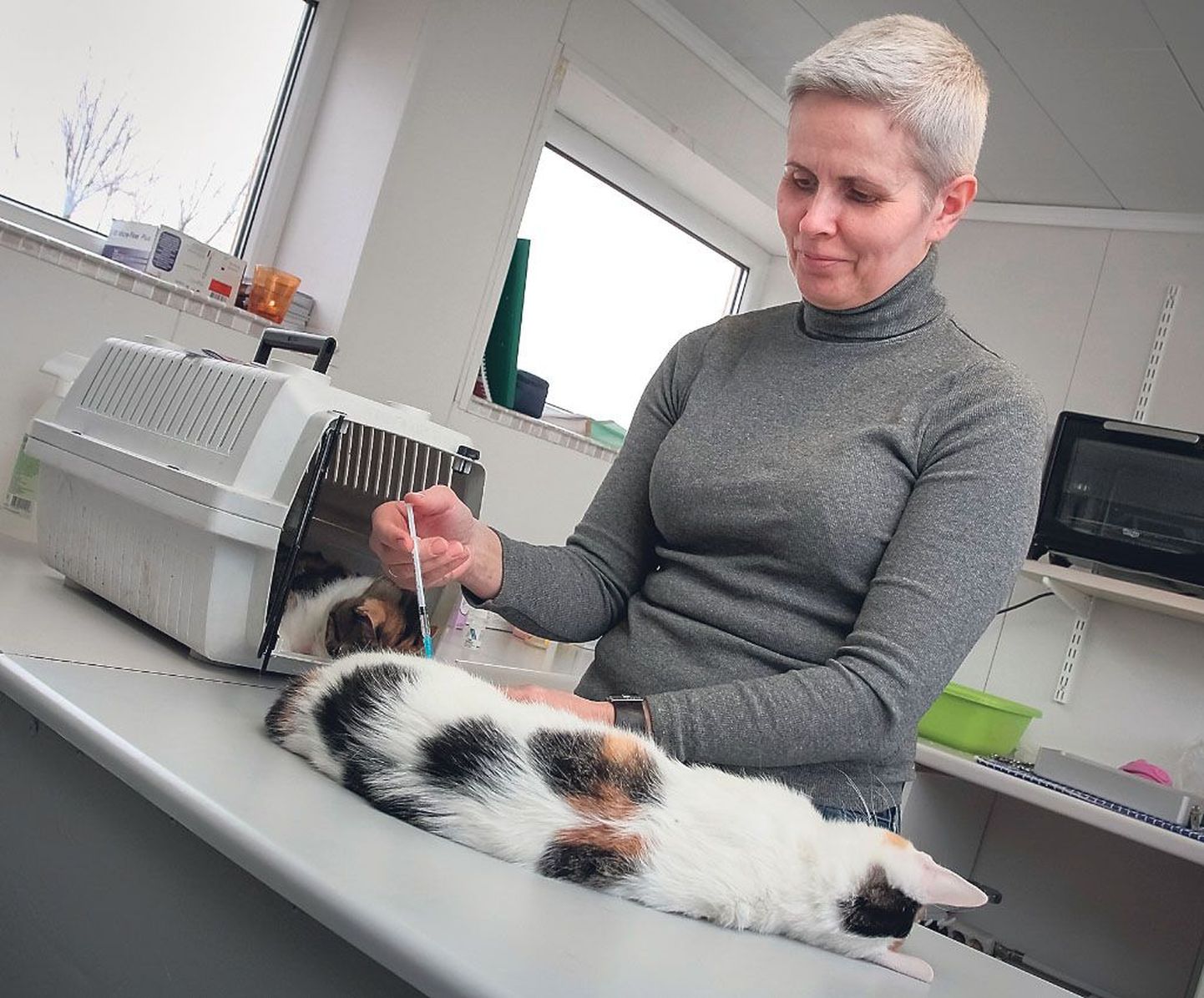 Varjupaiga loomaarst Aivi Org teeb äratava süsti äsja steriliseeritud kassile. Kõik varjupaika sattunud ja terveks ravitud kassid steriliseeritakse või kastreeritakse pärast 14 päeva karantiinis olemist.