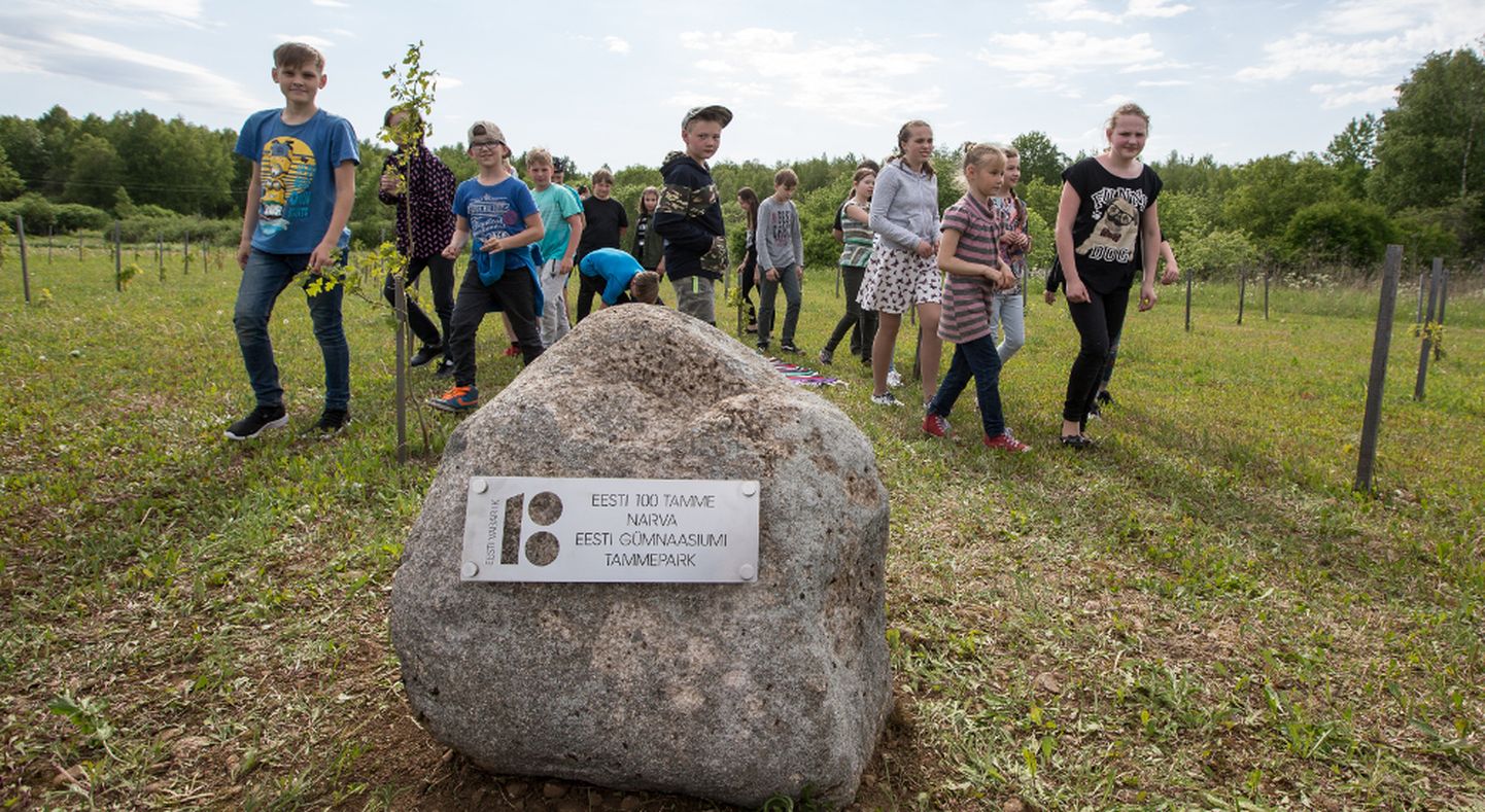 Narva eesti gümnaasiumi noore tammepargi avasid viienda klassi õpilased, kes on pühendunud selle hooldamisele. Enne avamist oli kivi kaetud vaibaga, mille sada triipu kudusid lapsed, õpetajad ja lastevanemad Eesti sajandaks juubeliks.

MATTI KÄMÄRÄ
