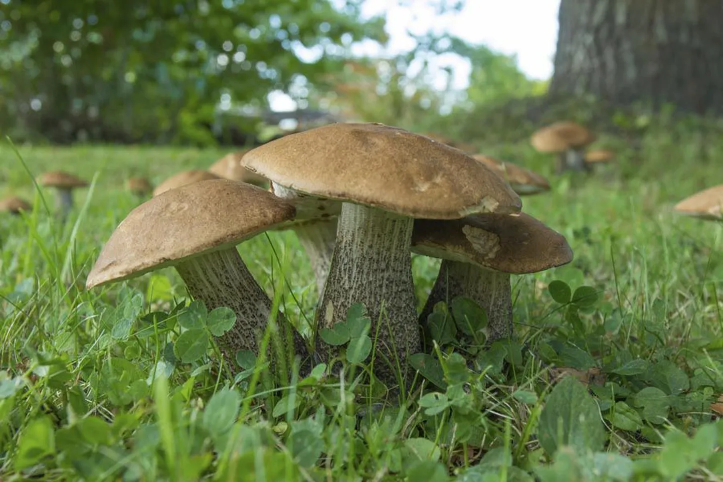 Võhmalane luges kokku 41 suurt ja väikest puravikku.
