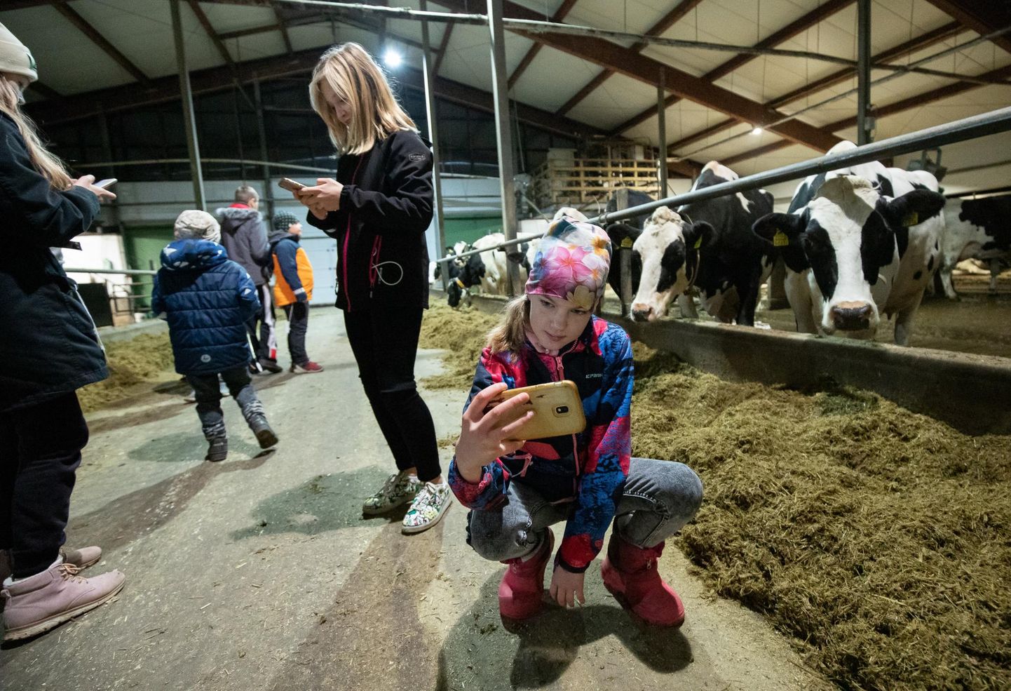Vaeküla laudas paelusid peale sportlikul ratsioonil viibivate lehmade fotograafi neiud, kes tegid loomadega selfiesid.